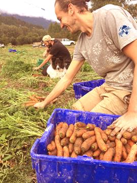 Ramassage de carottes